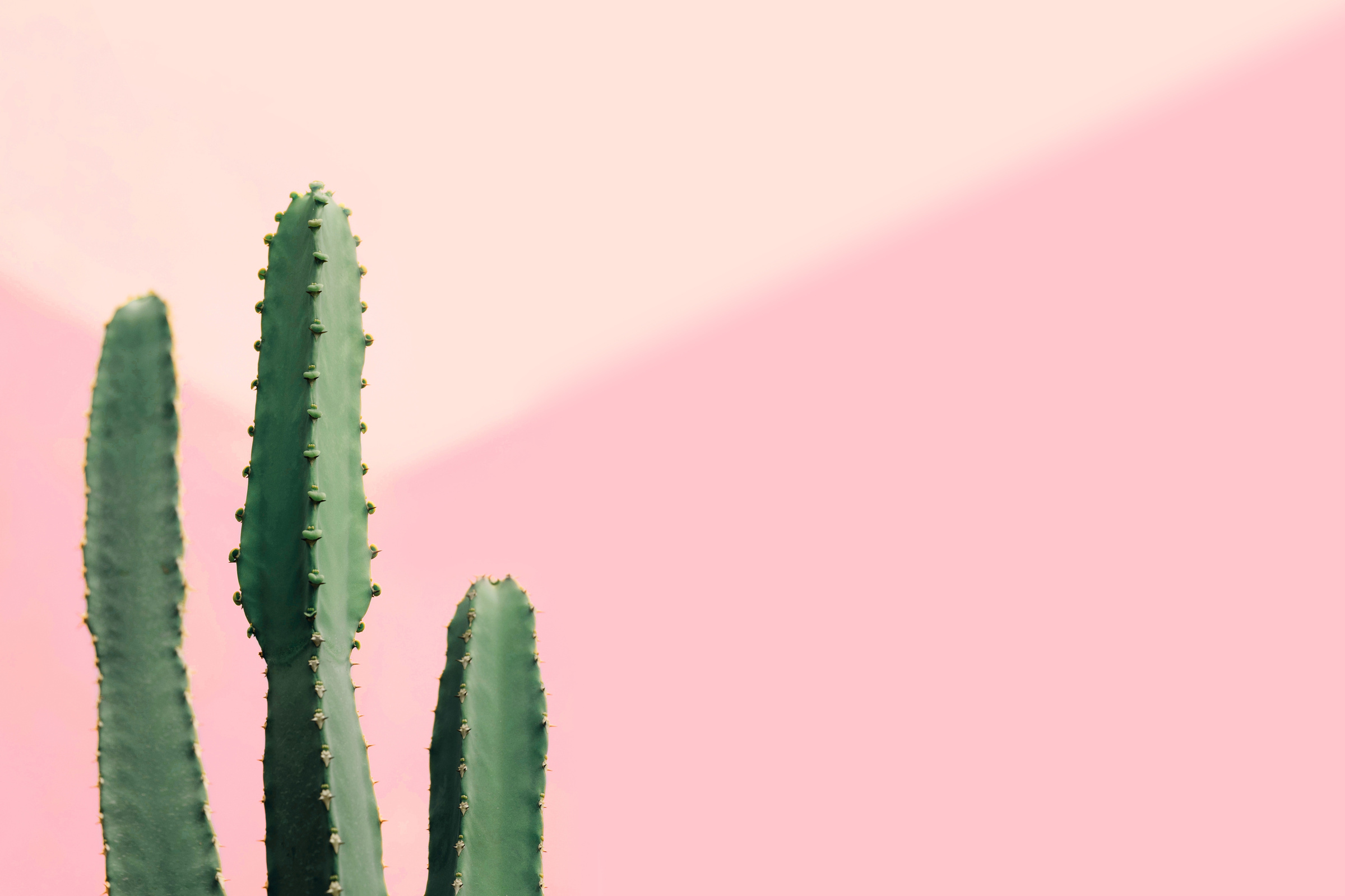 Cactus on a pink background